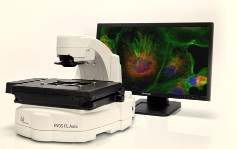 倒置荧光相差显微镜/EVOS FL Auto-免疫治疗研究院